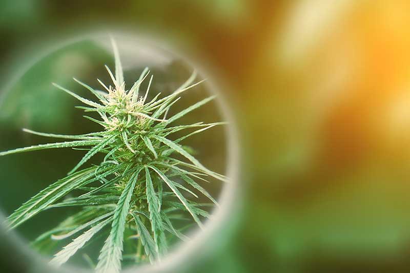 What are CBN Cannabinoids?